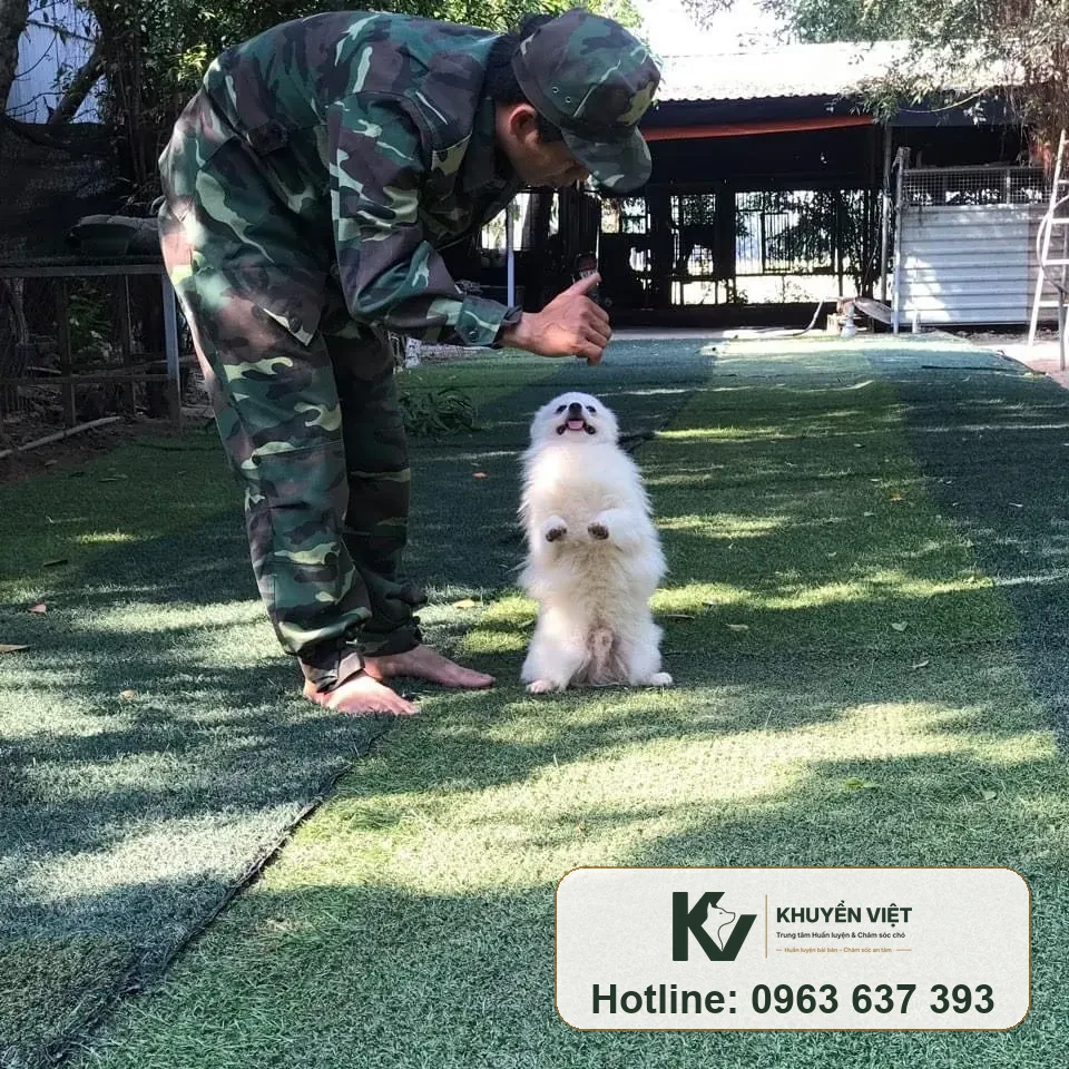 Huấn luyện chó Phốc Sóc tại KHUYỂN VIỆT