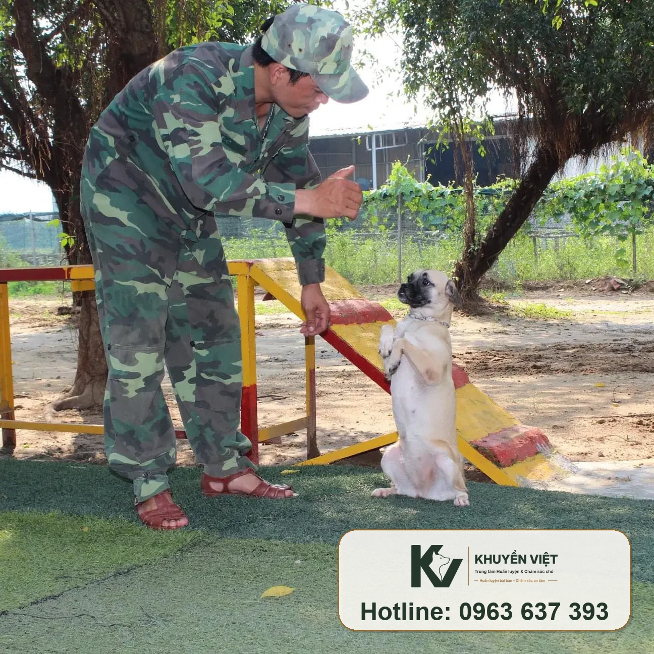 Huấn luyện chó Pug tại KHUYỂN VIỆT
