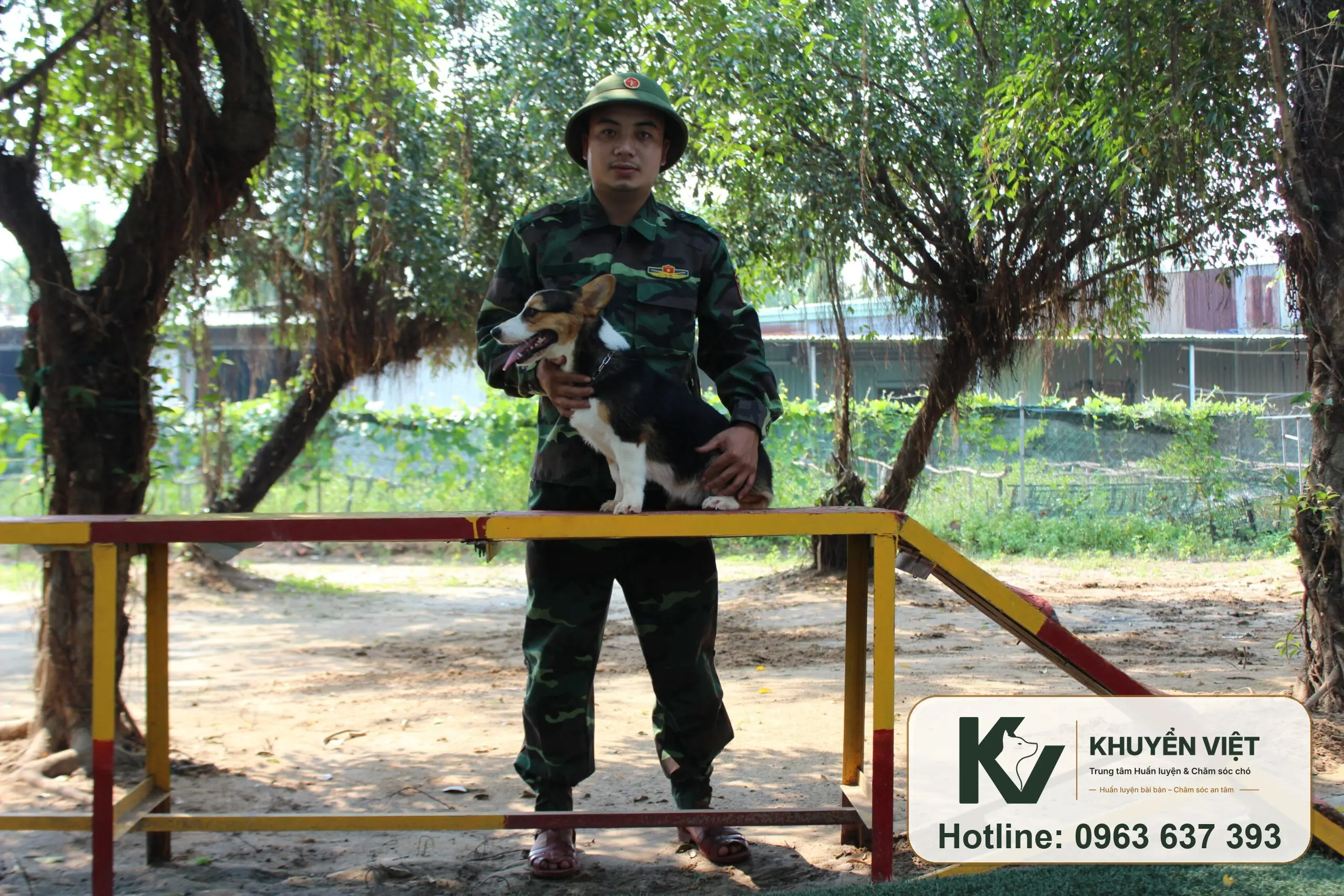 Chó Corgi trong khu chăm sóc KHUYỂN VIỆT