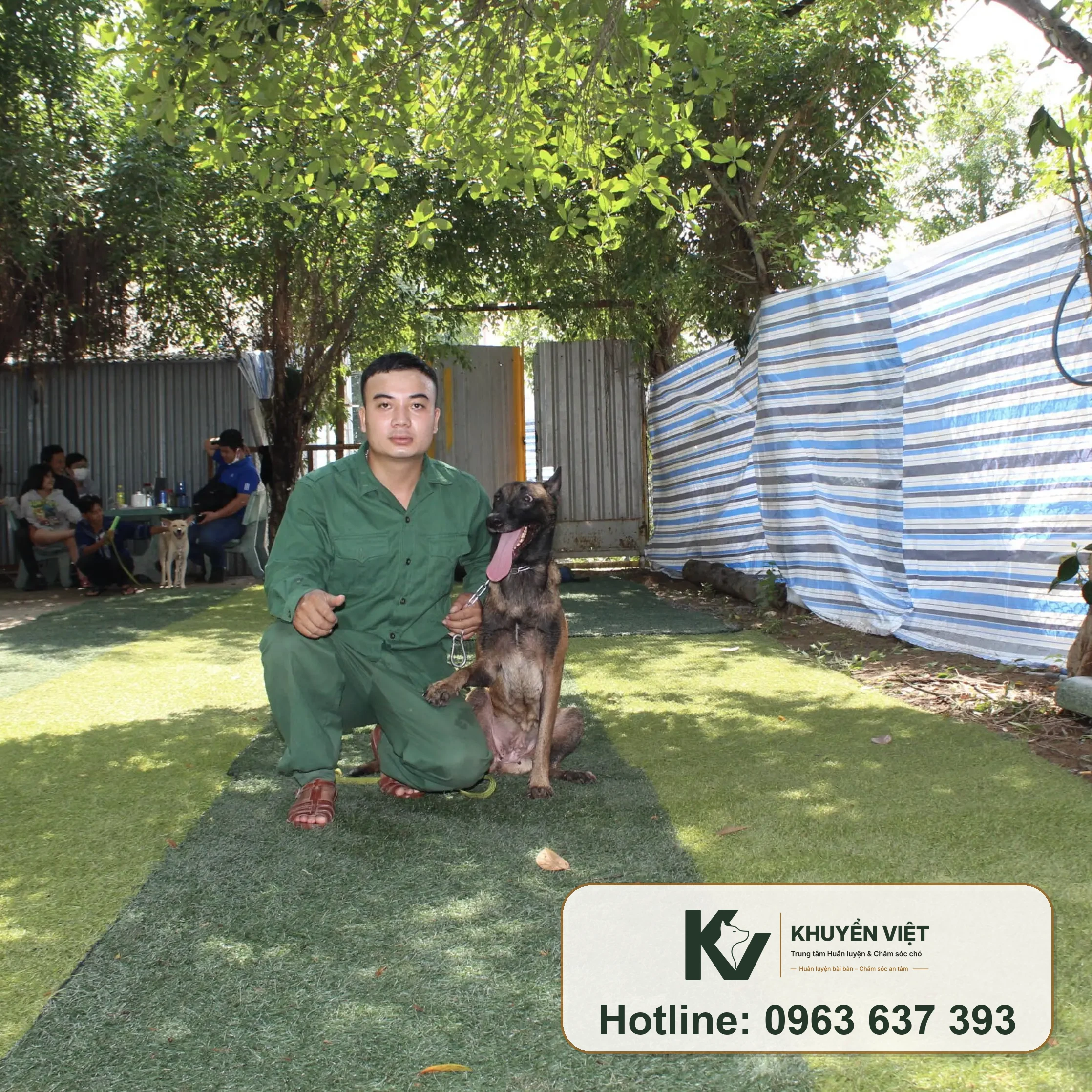 Malinois năng lượng cao trong sân huấn luyện
