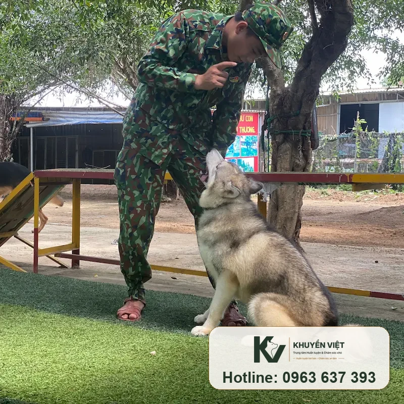 Phối giống chó Husky tại KHUYỂN VIỆT